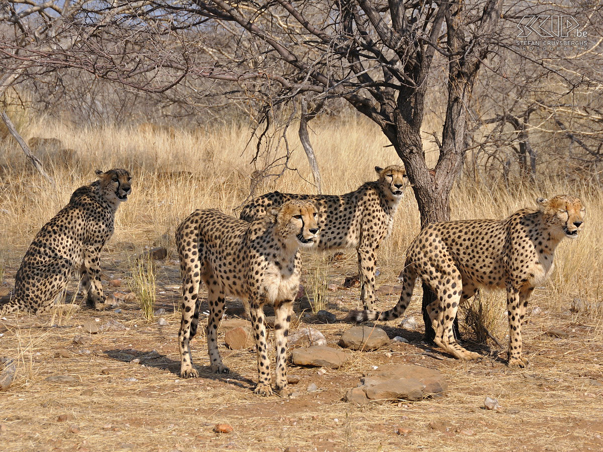 Dusternbrook - Cheeta's Cheeta's (jachtluipaarden) in Dusternbrook Guest Farm nabij Windhoek. Stefan Cruysberghs